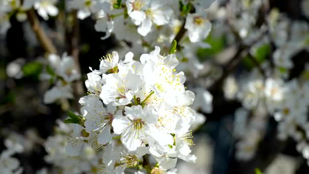 Flores Blancas Magia Primavera — Vídeo de stock