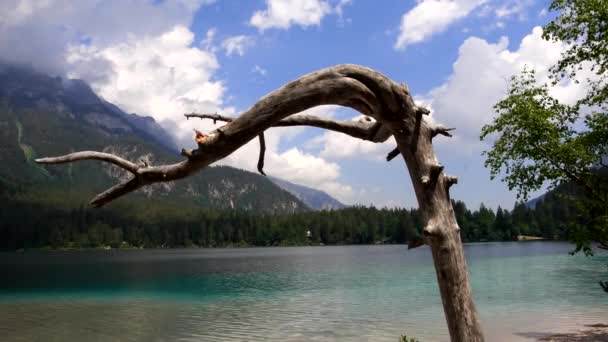 Lago Tovel Paradiso Alpino Nelle Dolomiti — Video Stock