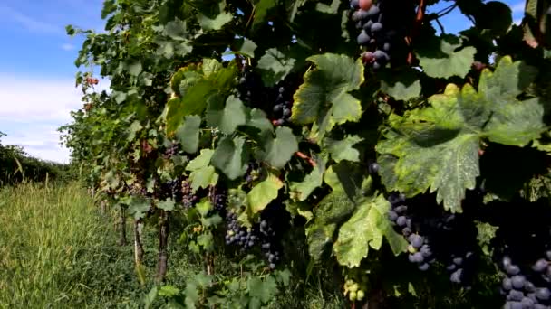 Jesienny Krajobraz Włoskich Winnicach — Wideo stockowe