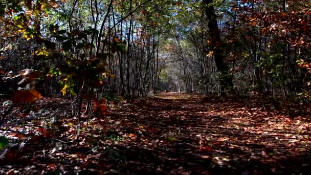 Podzimní Krajina Lese — Stock video