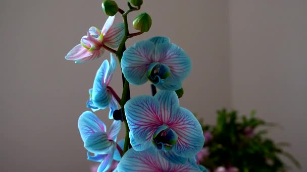 Kék Orchidea Cserépben Tavasszal — Stock videók