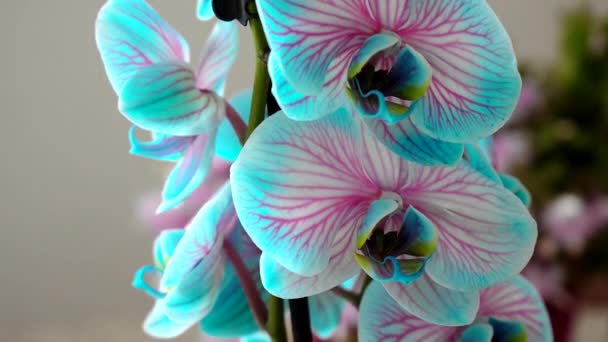 Błękitna Orchidea Cud Natury — Wideo stockowe