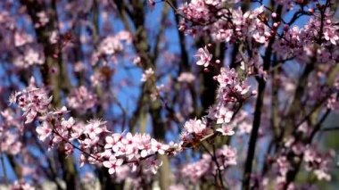 Sakura - Çiçek açan kiraz ağacı