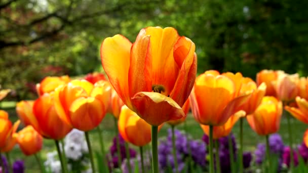 Весняний Пейзаж Різнокольоровими Тюльпанами — стокове відео