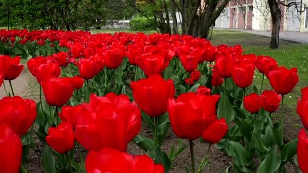 Paisaje Primavera Con Tulipanes Rojos — Vídeo de stock
