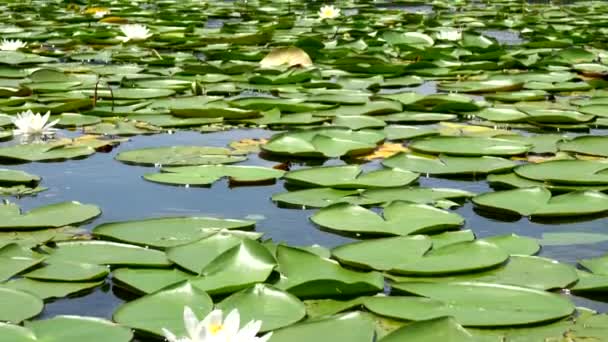 Lys Blancs Fleurissant Sur Lac Comabbio — Video