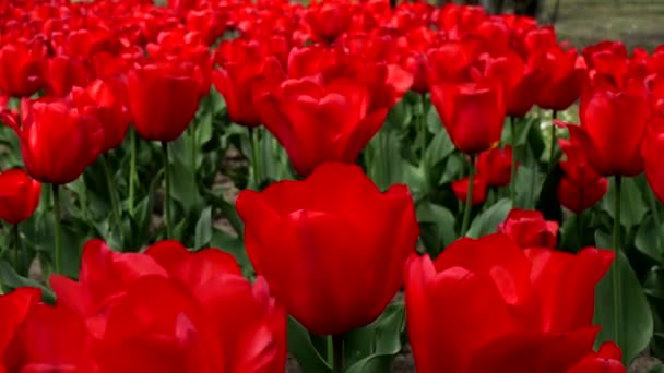 Schöne Rote Tulpen Frühling — Stockvideo