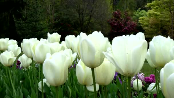 Fantastische Weiße Tulpen Frühling — Stockvideo
