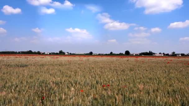 Frühlingslandschaft Mit Einem Weizenfeld Mit Mohn — Stockvideo
