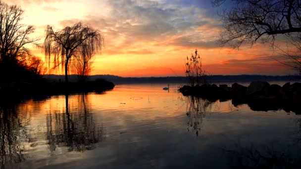 Traumhafter Sonnenuntergang Mit Schwan Vareser See — Stockvideo