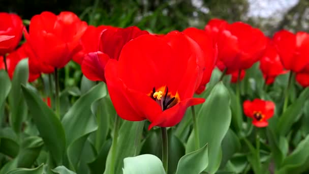Frühlingslandschaft Einem Feld Aus Roten Mohnblumen — Stockvideo
