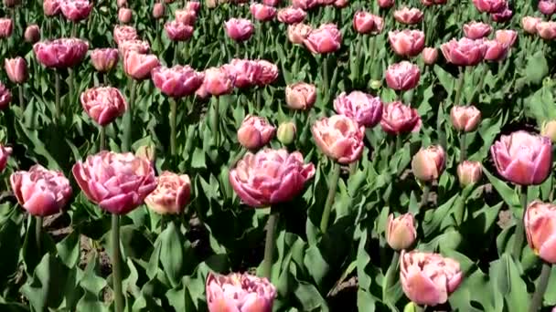 Pembe Çiçeklerle Dolu Bir Tarlada Bahar Manzarası — Stok video