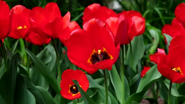 Wiosnę Krajobraz Czerwone Tulipany — Wideo stockowe