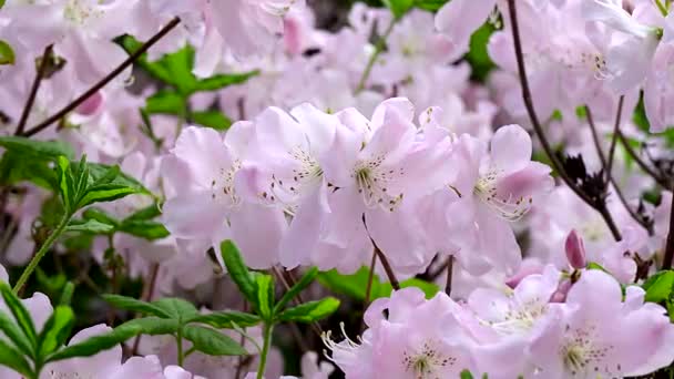 Дерево Красивими Рожевими Квітами Навесні — стокове відео
