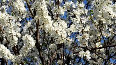  Baharda beyaz çiçeklerdeki arılar