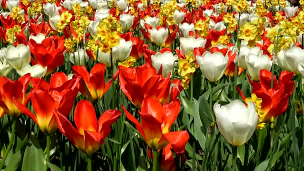 Фантастический Весенний Пейзаж Разноцветными Тюльпанами — стоковое видео