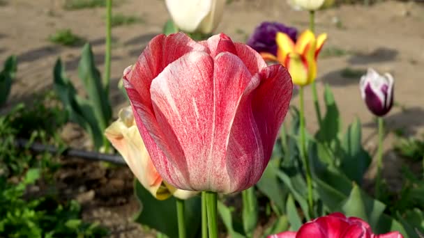 Fantastyczny Kolorowy Tulipan Wiosną — Wideo stockowe