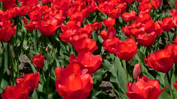 Spektakularne Pole Czerwonych Tulipanów — Wideo stockowe
