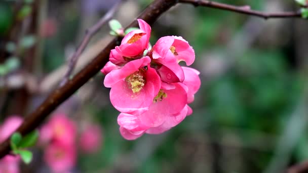 Frühlingslandschaft Mit Einer Blühenden Pflanze Nach Dem Regen — Stockvideo