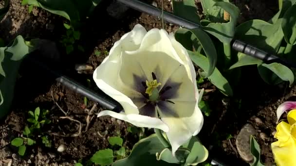 Wiosną Kwitnie Biały Tulipan — Wideo stockowe