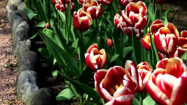 Fantasztikus Kétszínű Tulipán Tavasszal — Stock videók