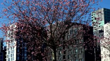 Binalar arasında çiçek açan kiraz ağacı