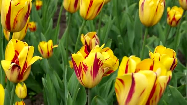 Golden Waves Mar Tulipanes Amarillos — Vídeos de Stock