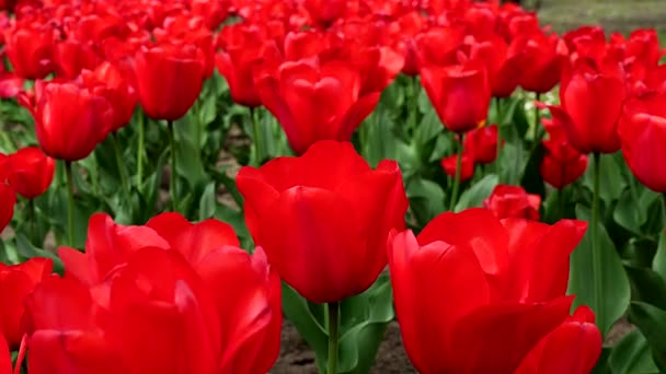 Spektakuläres Feld Roter Tulpen Frühling — Stockvideo