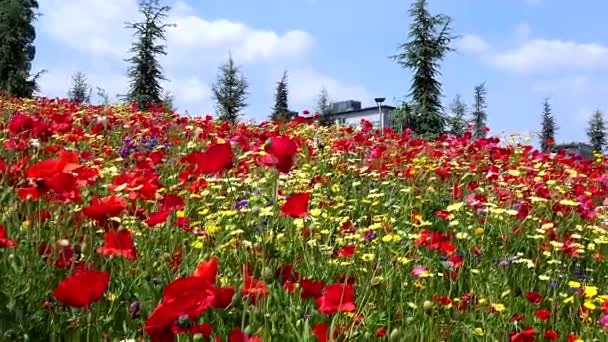 Paisagem Primavera Campo Com Flores Multicoloridas — Vídeo de Stock