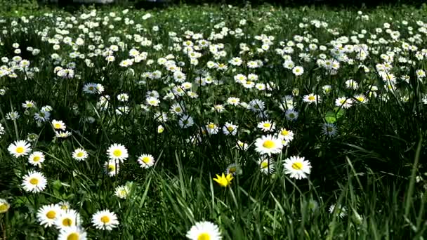 Spring Landscape Field Daisies — Stock Video