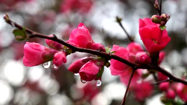 赤い野生のバラの植物が付いている春の風景 — ストック動画