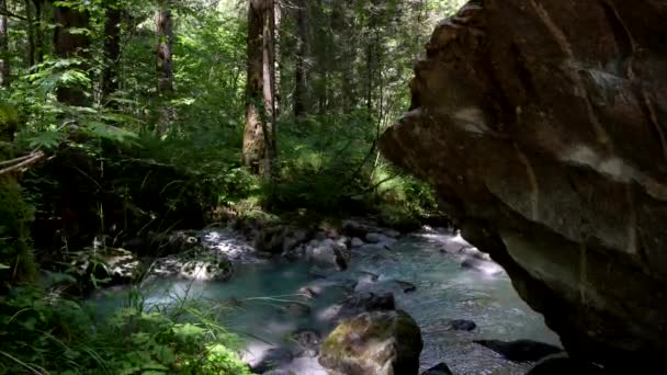 Sommarlandskap Alpin Skog — Stockvideo