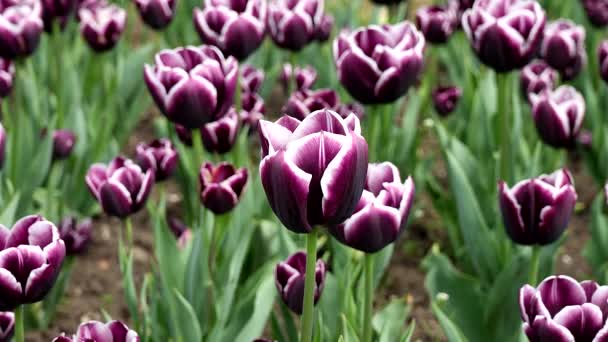 Zweifarbige Tulpen Auf Einem Feld — Stockvideo