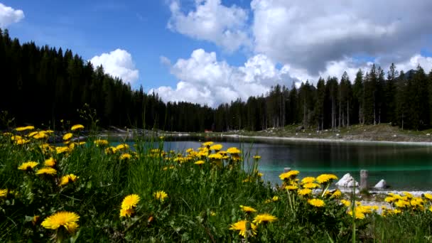 Κίτρινα Λουλούδια Στη Φανταστική Λίμνη Δολομίτη Του Montagnoli — Αρχείο Βίντεο