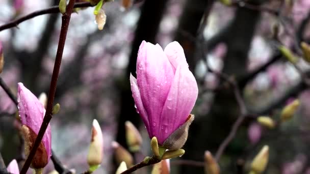 Красива Квітка Бутоні Після Весняного Дощу — стокове відео