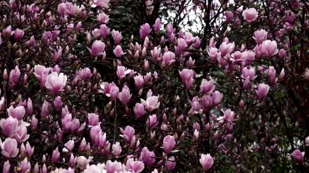 春季棵开花的树 — 图库视频影像