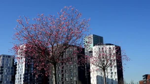 Άνθη Κερασιάς Στην Πόλη — Αρχείο Βίντεο
