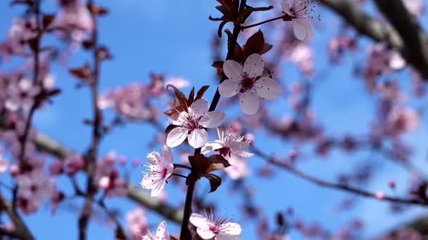 Kirschblüten Und Blauer Himmel Frühling — Stockvideo