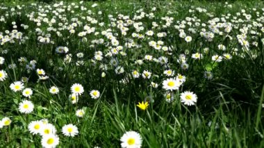  Papatya tarlasında bahar manzarası