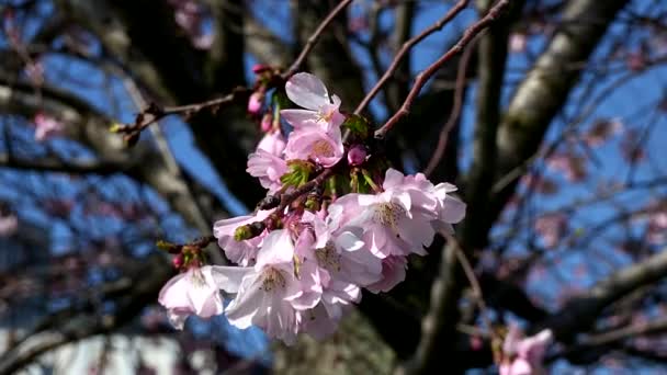 Сакура Весняний Пейзаж Вишневими Квітами — стокове відео