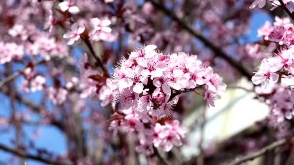 Весна Розквіті Магія Квітів Кольори Вишневих Дерев — стокове відео