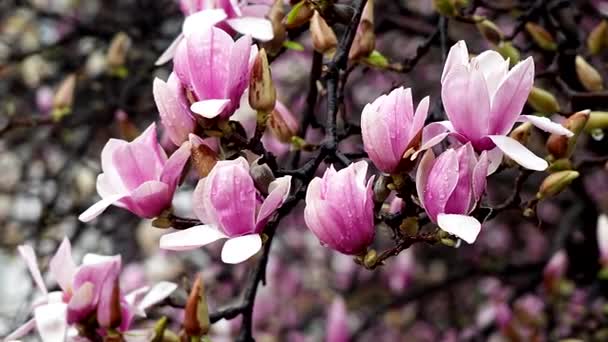Весняне Відродження Цвіте Рослина Після Дощу — стокове відео