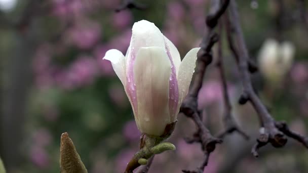 Біла Квітка Бутоні Після Весняного Дощу — стокове відео