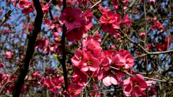 ワイルドバラは春に美しさを明らかにする — ストック動画