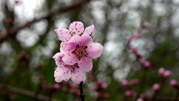 春の息 咲く桜の木 — ストック動画