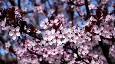 Rüzgardaki yapraklar, baharda kiraz ağaçlarına bakmak.