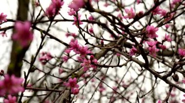  Baharın Tonu, Kiraz Çiçeği