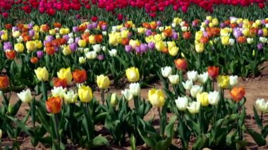 Çok Renkli Laleler Tarlasında Bahar Manzarası
