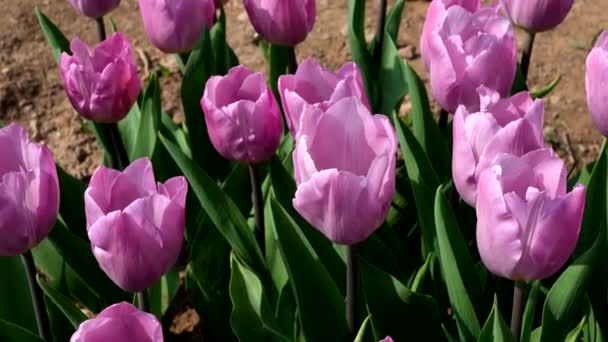 Shades Lilac Podróż Wśród Tulipanów — Wideo stockowe