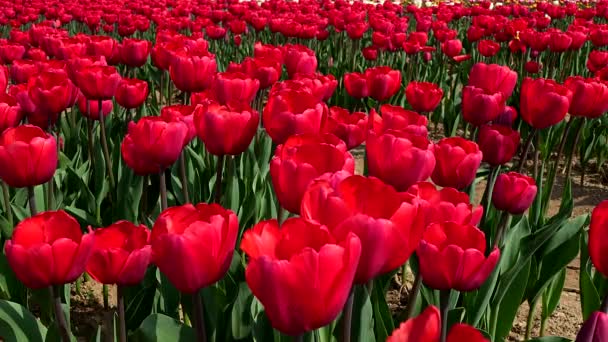 Nieskończone Piękno Czerwone Tulipany Rozkwicie — Wideo stockowe